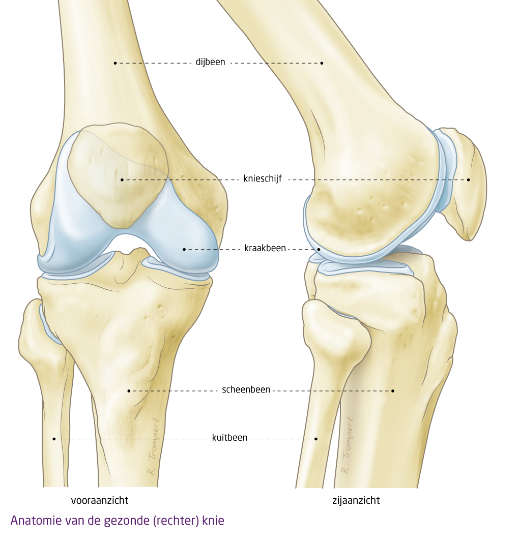 Knie artrose gezonde knie